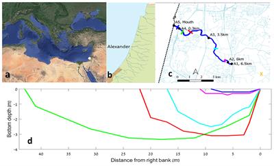 Sandbar Breaches Control of the Biogeochemistry of a Micro-Estuary